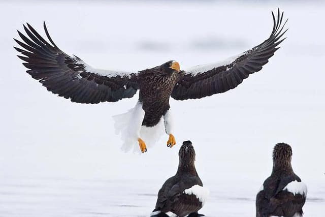 Cover Image for Top 10 Diving Birds