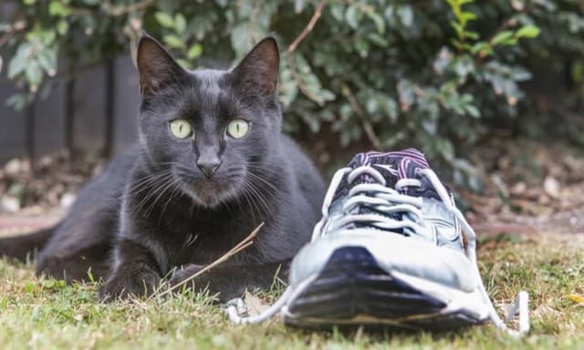 Cover Image for 10 Jobs cats have had