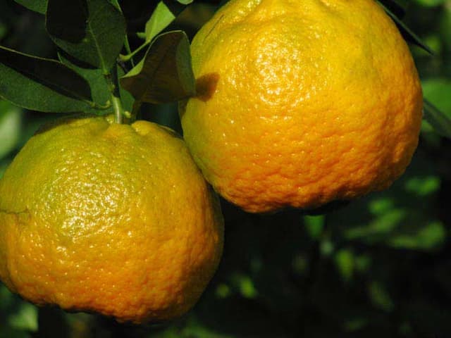 Cover Image for 10 Exotic citrus fruits you probably haven’t tried