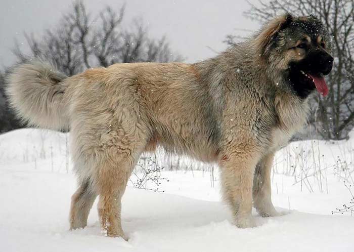 Cover Image for Top 10 largest dog breeds
