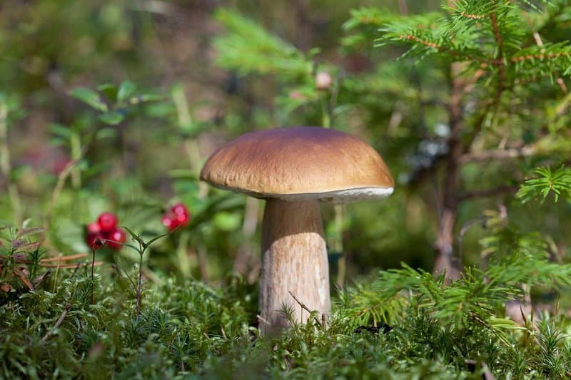 Cover Image for Top 10 Most interesting mushrooms