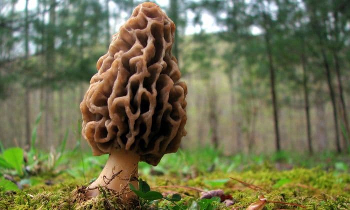 Cover Image for Top 10 Edible mushrooms that look like grebes