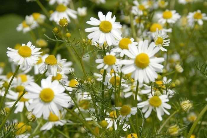 Cover Image for Top 10 types of chamomile