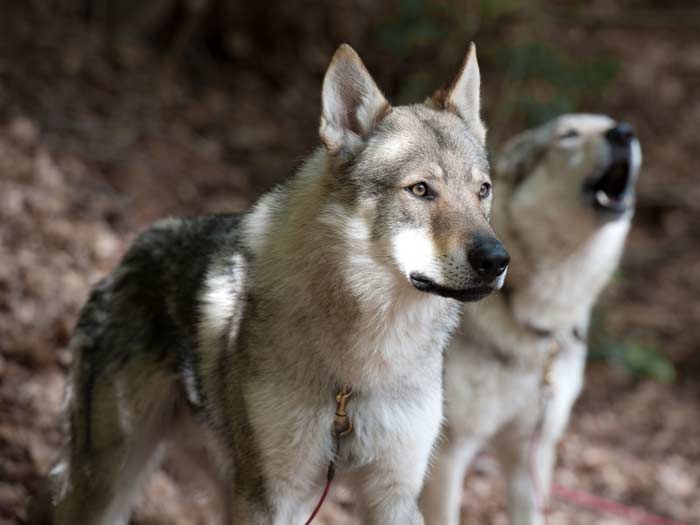 Cover Image for Top 10 most aggressive dogs