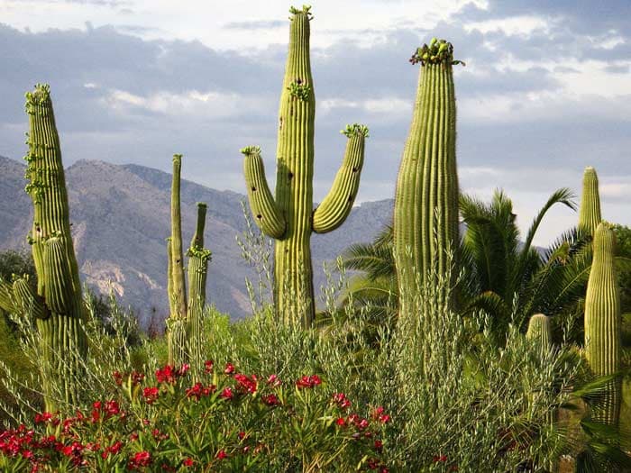 Cover Image for Top 10 of the most prickly cacti