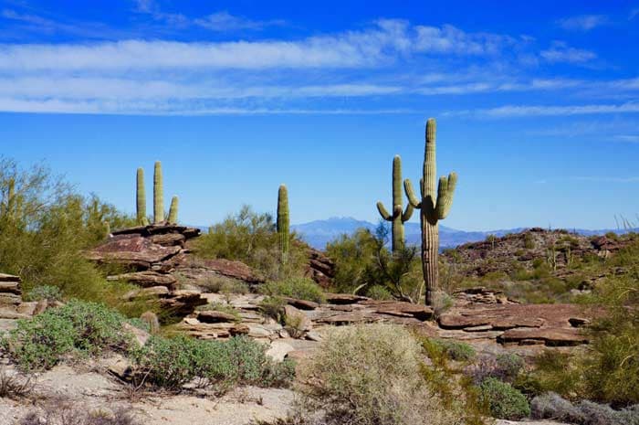 Cover Image for Top 10 largest parks