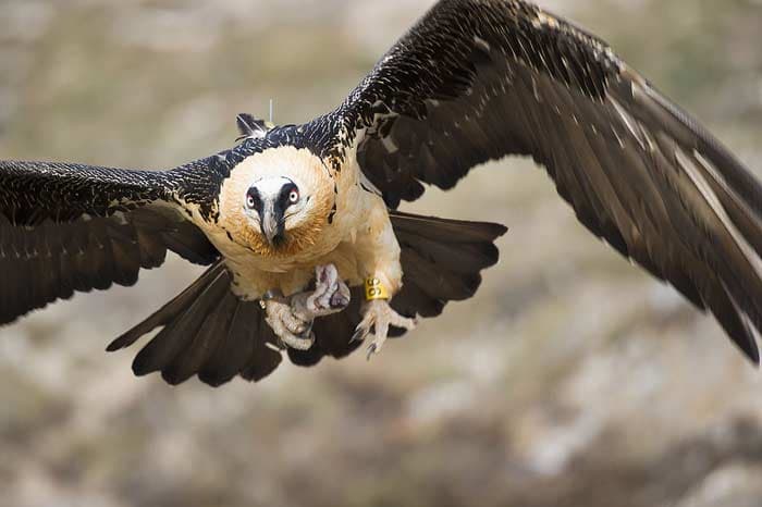 Cover Image for Top 10 of the highest flying birds