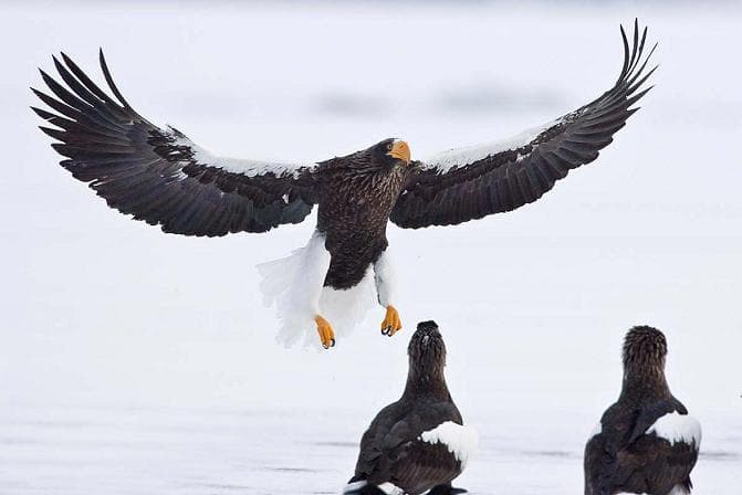 Cover Image for Top 10 Diving Birds