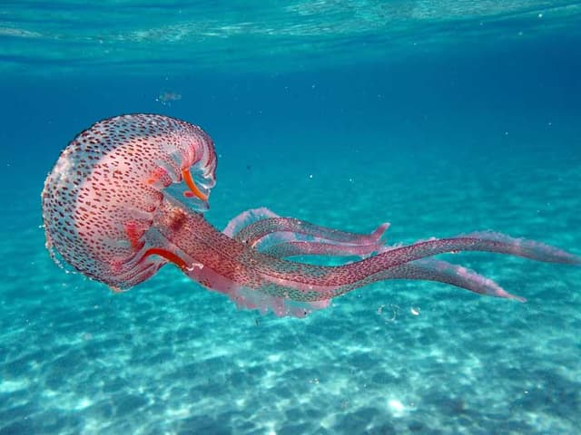 Cover Image for Top 10 largest jellyfish in the world