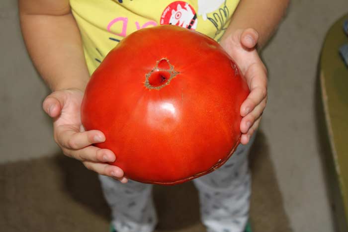 Cover Image for Top 10 biggest tomatoes