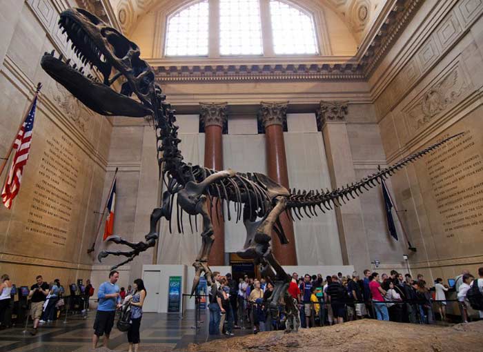 Cover Image for Top 10 largest fossil collections