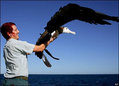 Cover Image for Top 10 Largest Birds